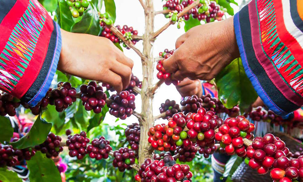Close-up of hands picking ripe red coffee cherries from a coffee plant, with people wearing colorful, patterned clothing.