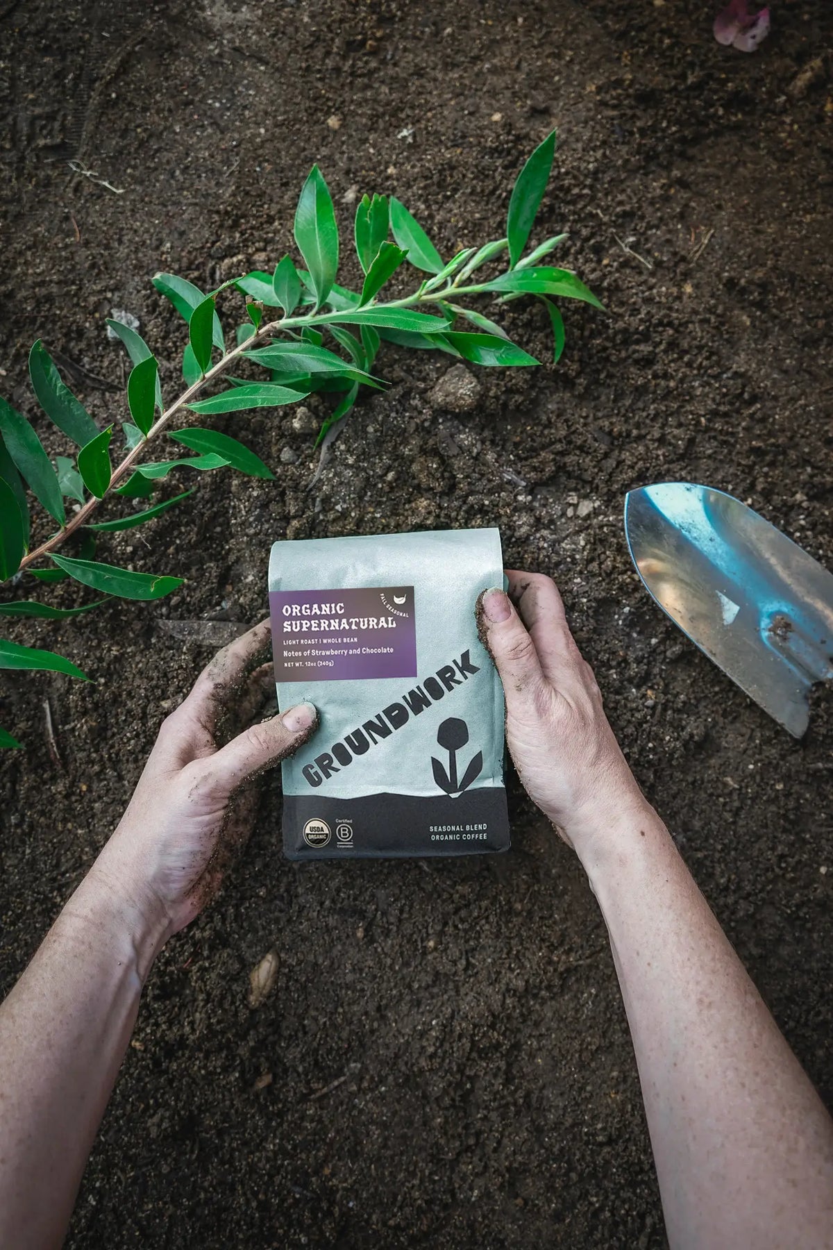 Two hands hold a bag of Groundwork Coffee Seasonal Select: Supernatural on soil, beside a green plant, strawberry, and gardening trowel.